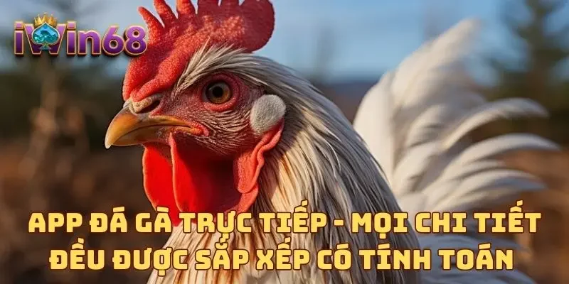 App đá gà trực tiếp - Mọi chi tiết đều được sắp xếp có tính toán 