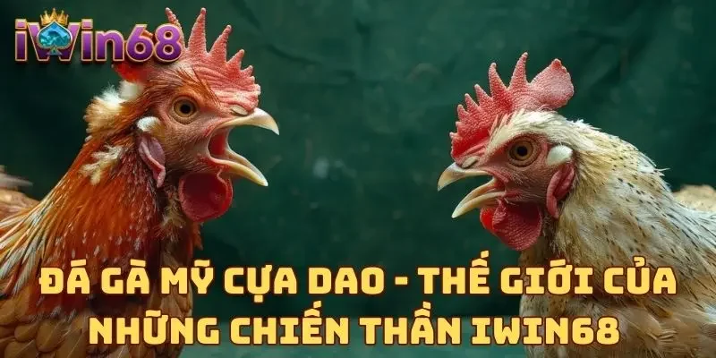 Đá Gà Mỹ Cựa Dao - Thế Giới Của Những Chiến Thần IWIN68 