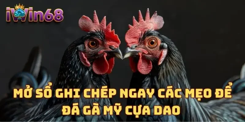 Mở sổ ghi chép ngay các mẹo để đá gà Mỹ cựa dao 