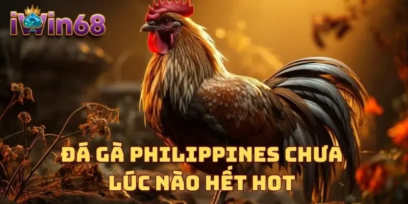 Đá gà Philippines chưa lúc nào hết hot