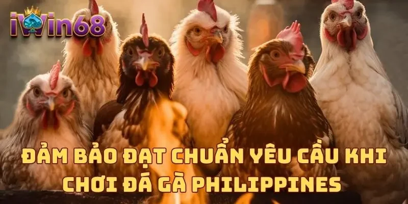 Đảm bảo đạt chuẩn yêu cầu khi chơi đá gà Philippines 