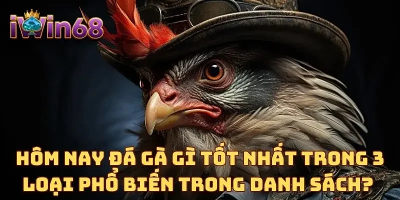 Hôm nay đá gà gì tốt nhất trong 3 loại phổ biến trong danh sách? 