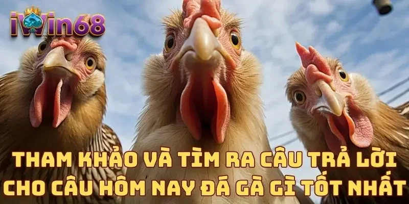 Tham khảo và tìm ra câu trả lời cho câu hôm nay đá gà gì tốt nhất