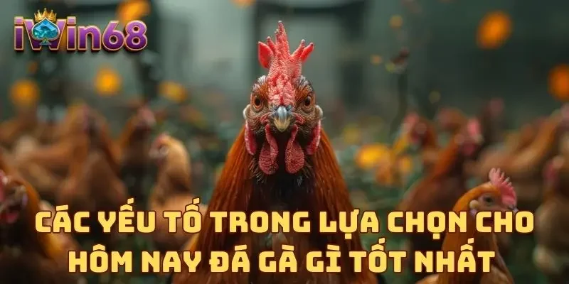 Các yếu tố trong lựa chọn cho hôm nay đá gà gì tốt nhất 